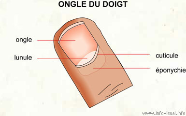 Ongle du doigt (Dictionnaire Visuel)